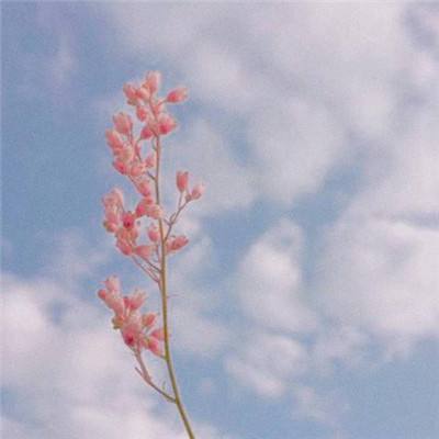 荒野联盟手机版